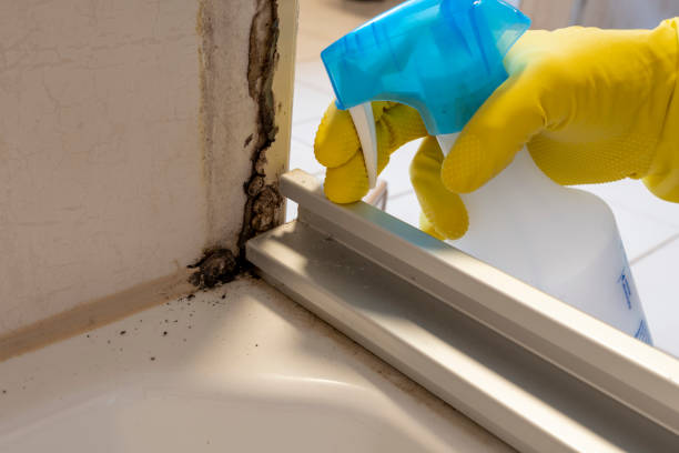 Best Mold Testing  in Santa Moni, CA