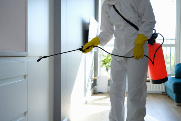Best Local Mold Removal Service  in Santa Moni, CA