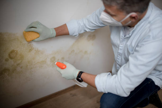 Home Mold Removal in Santa Monica, CA