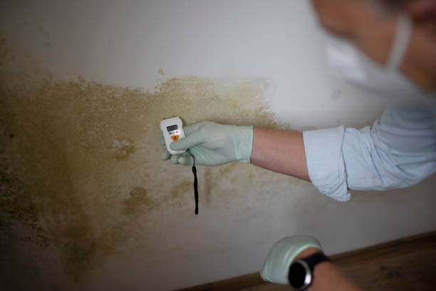 Best Home Mold Removal  in Santa Moni, CA