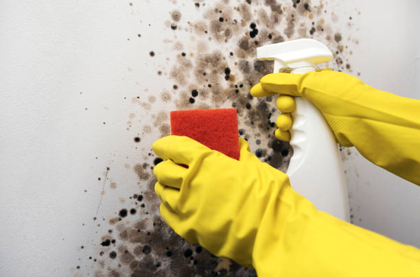 Best Affordable Mold Removal  in Santa Moni, CA