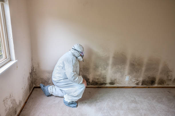 Best Mold Remediation  in Santa Moni, CA