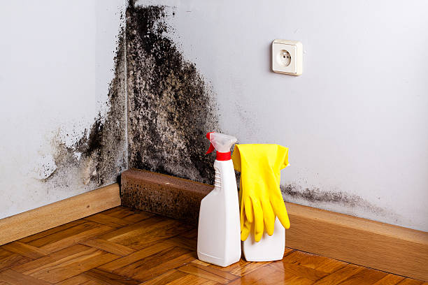 Best Residential Mold Removal  in Santa Moni, CA