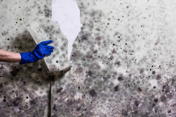Best Mold Removal Company Near Me  in Santa Moni, CA